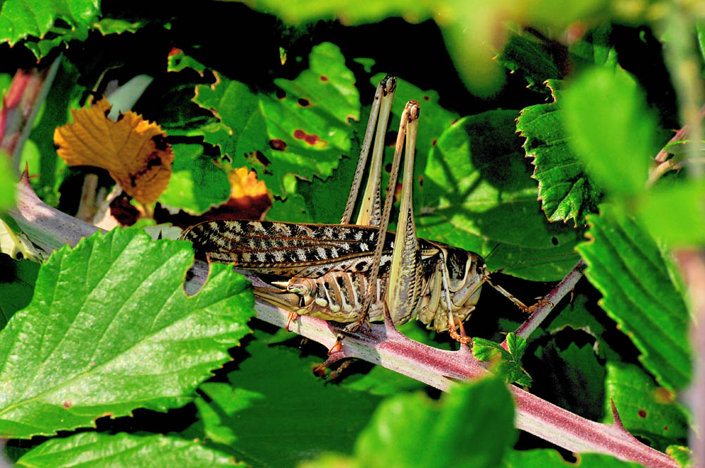 Cavalletta da identificare